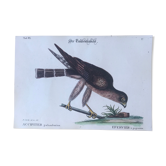 Planche ornithologique