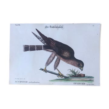 Ornithological board