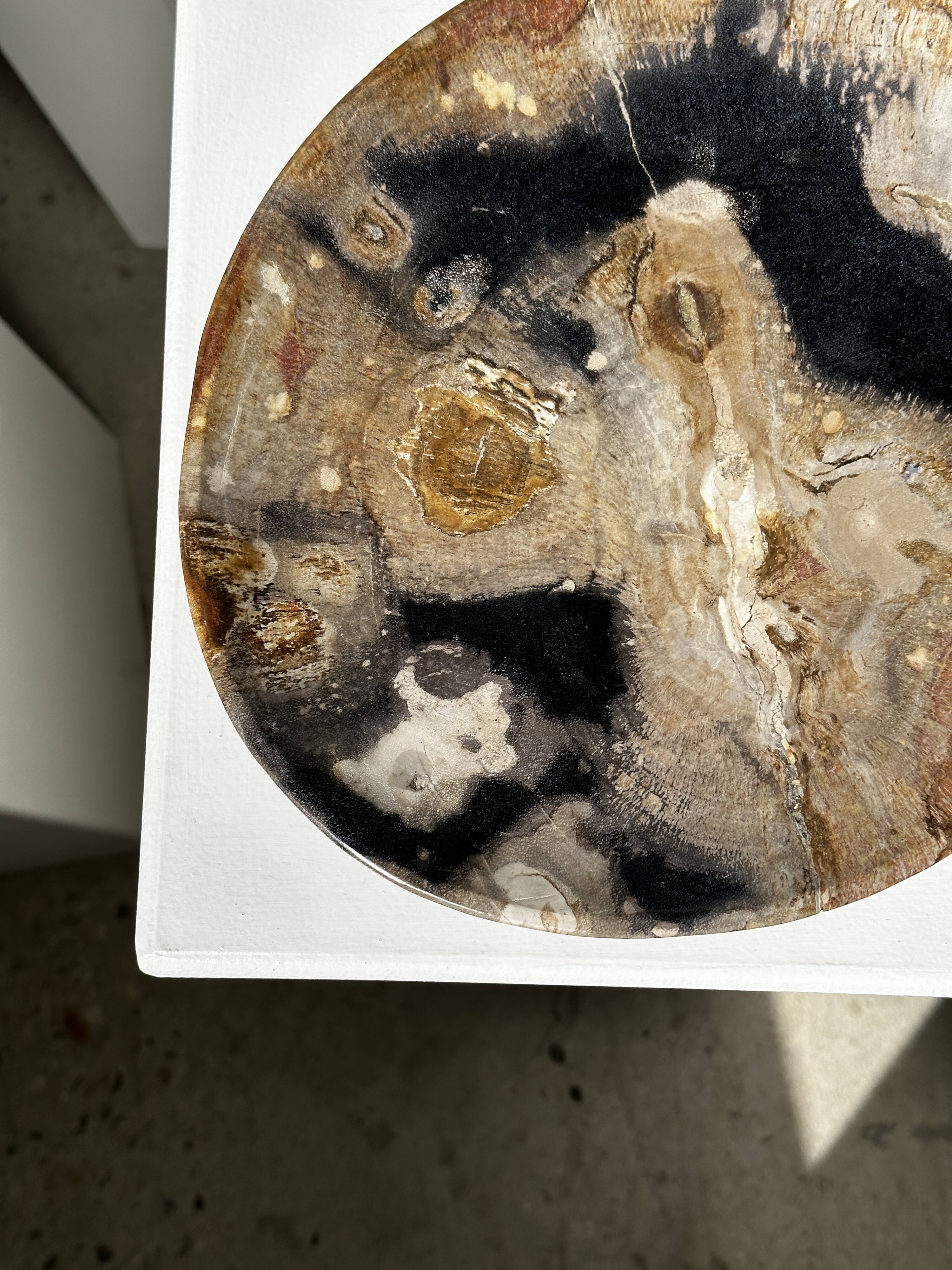Large empty pocket or dish in petrified wood
