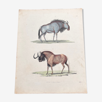 Affiche (lithographie) bêtes à cornes