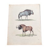 Poster (lithograph) horned beasts