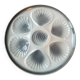 5 Orchies Moulin des Loups oyster plates