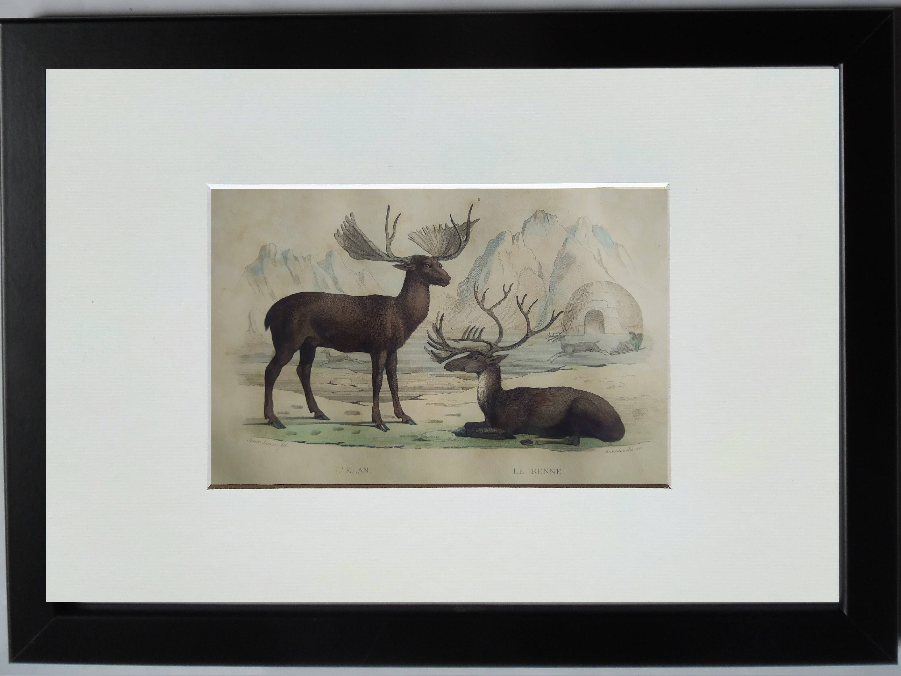 Original Zoological Board " Elan & Reindeer - Buffon 1836