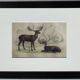 Planche Zoologique Originale " Elan & Renne - Buffon 1836