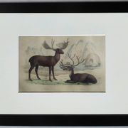 Original Zoological Board " Elan & Reindeer - Buffon 1836