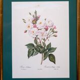 Pair ge lithographs after Redouté
