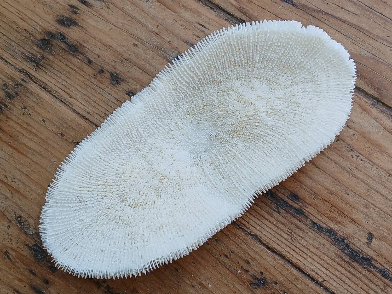 White Coral Fungia 24 cm