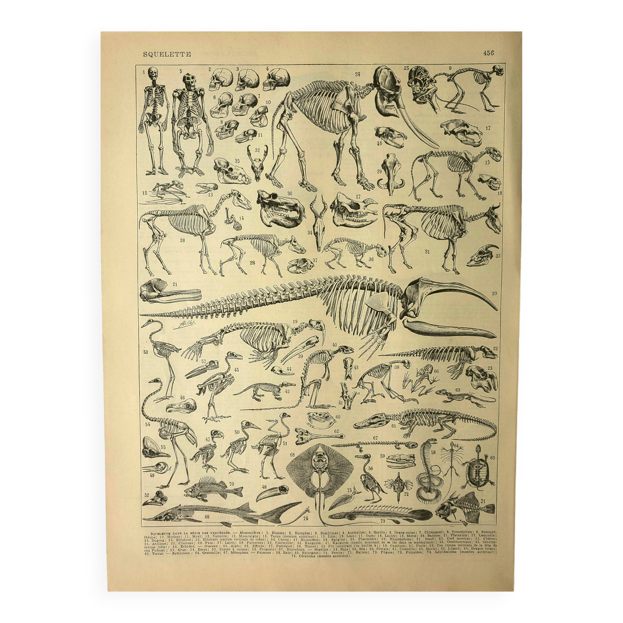 Antique lithograph 1928 A. Millot - Animal skeletons, anatomy