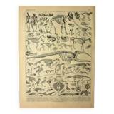 Lithographie ancienne 1928 A. Millot - Squelettes d'animaux, anatomie