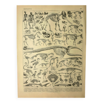 Antique lithograph 1928 A. Millot - Animal skeletons, anatomy