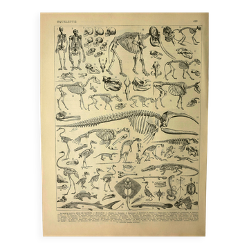 Antique lithograph 1928 A. Millot - Animal skeletons, anatomy
