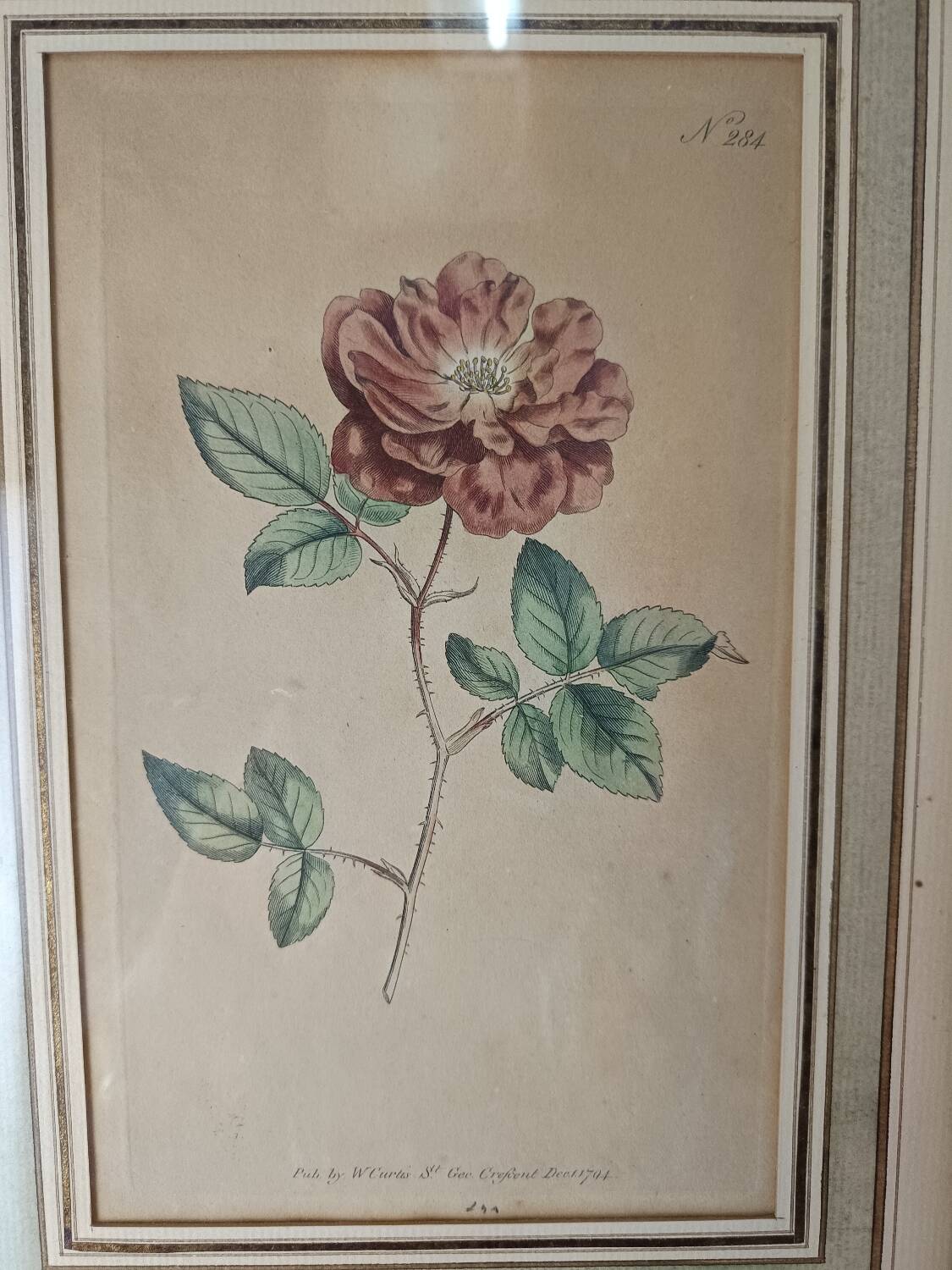 Botanical illustration