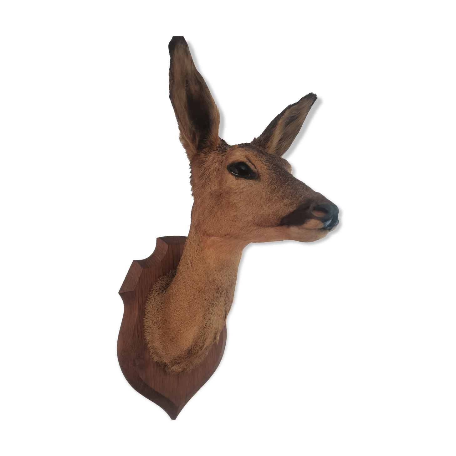 Doehead Hunting Trophy