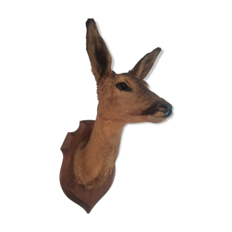 Doehead Hunting Trophy