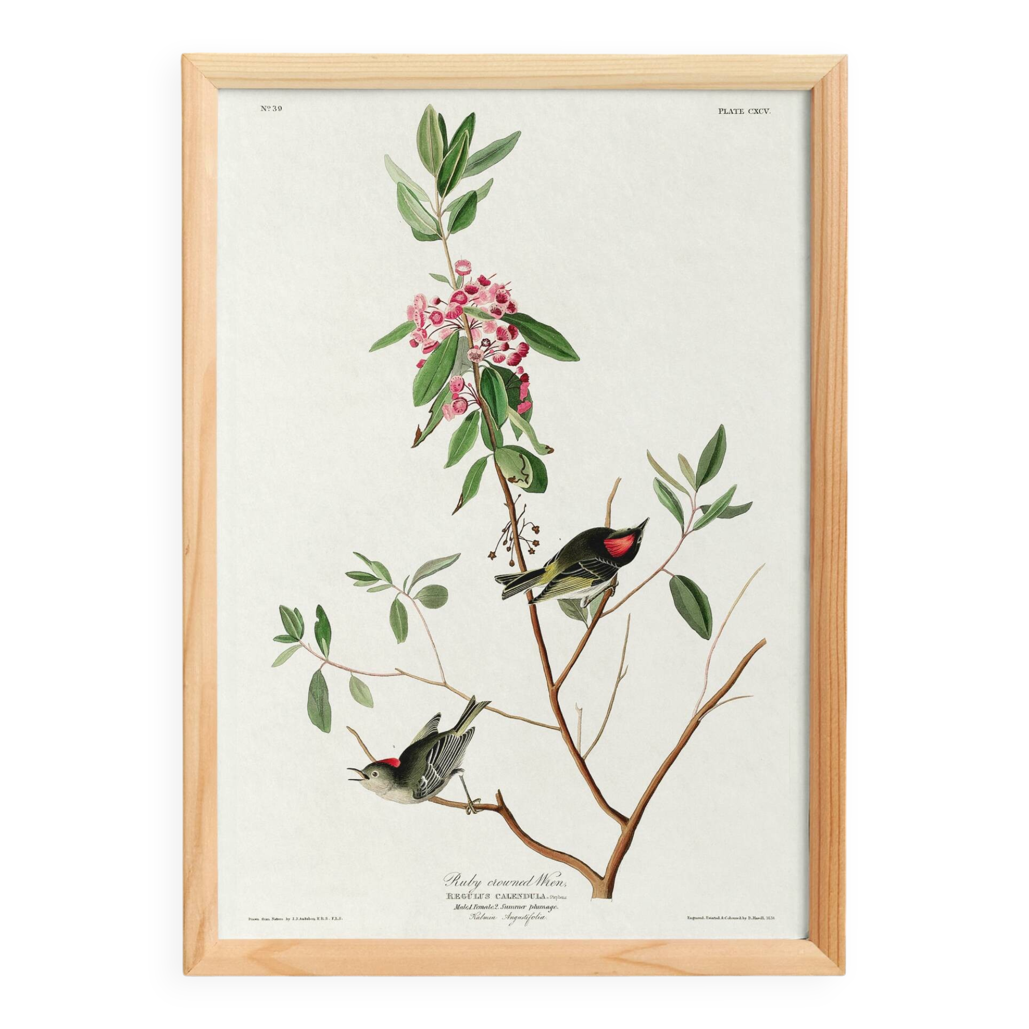 Poster of the Ruby-crowned Kinglet, after an old engraving