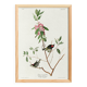 Poster of the Ruby-crowned Kinglet, after an old engraving