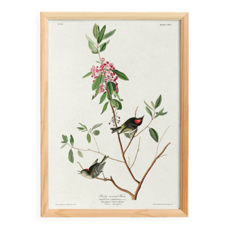 Poster of the Ruby-crowned Kinglet, after an old engraving