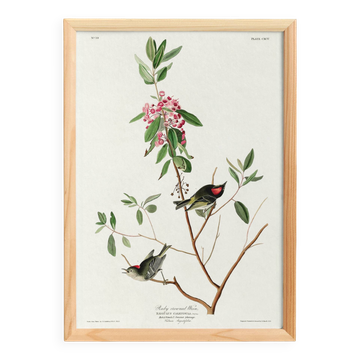 Poster of the Ruby-crowned Kinglet, after an old engraving