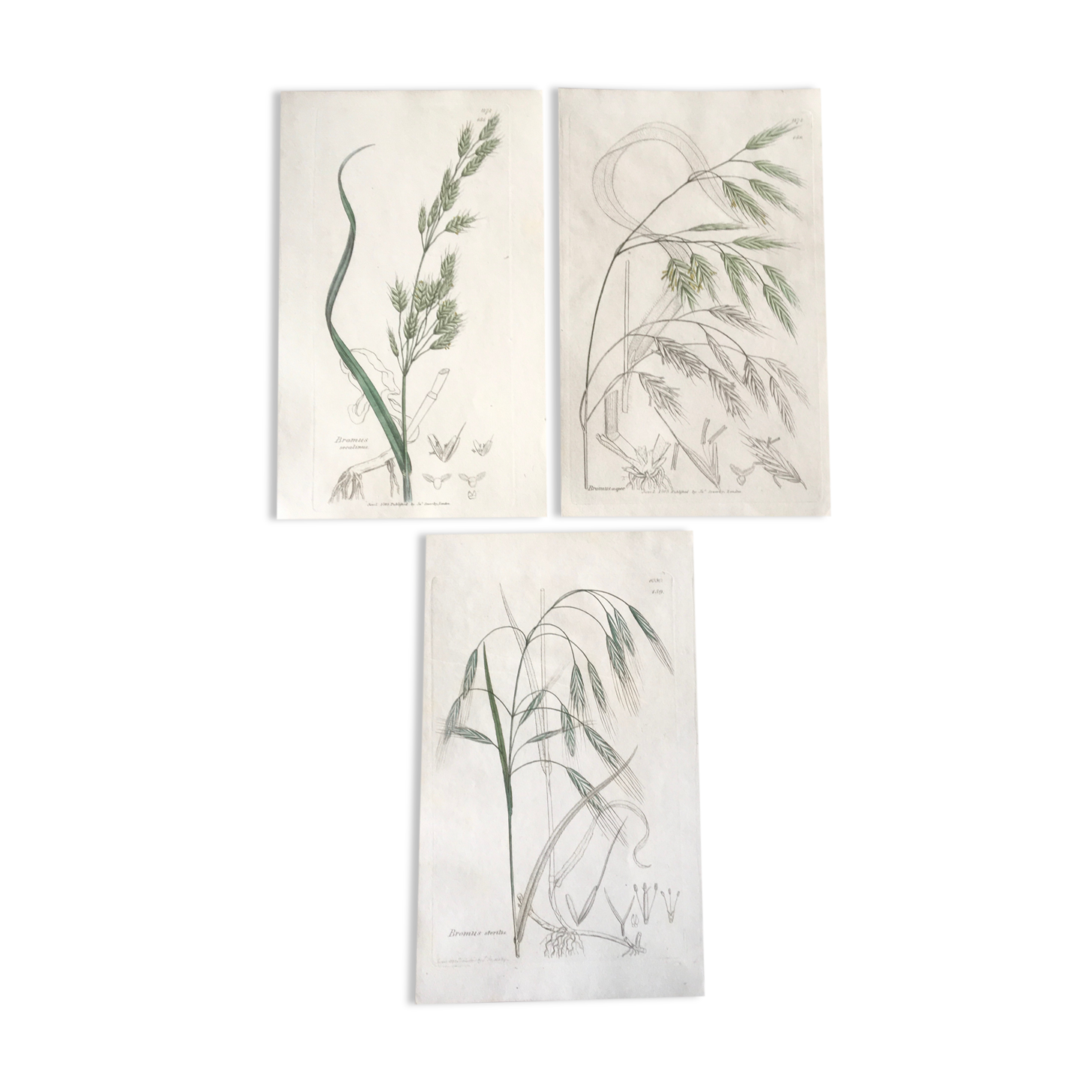 Trio de planches d’herbes Ed Sowerby Londres 1809