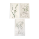 Trio de planches d’herbes Ed Sowerby Londres 1809