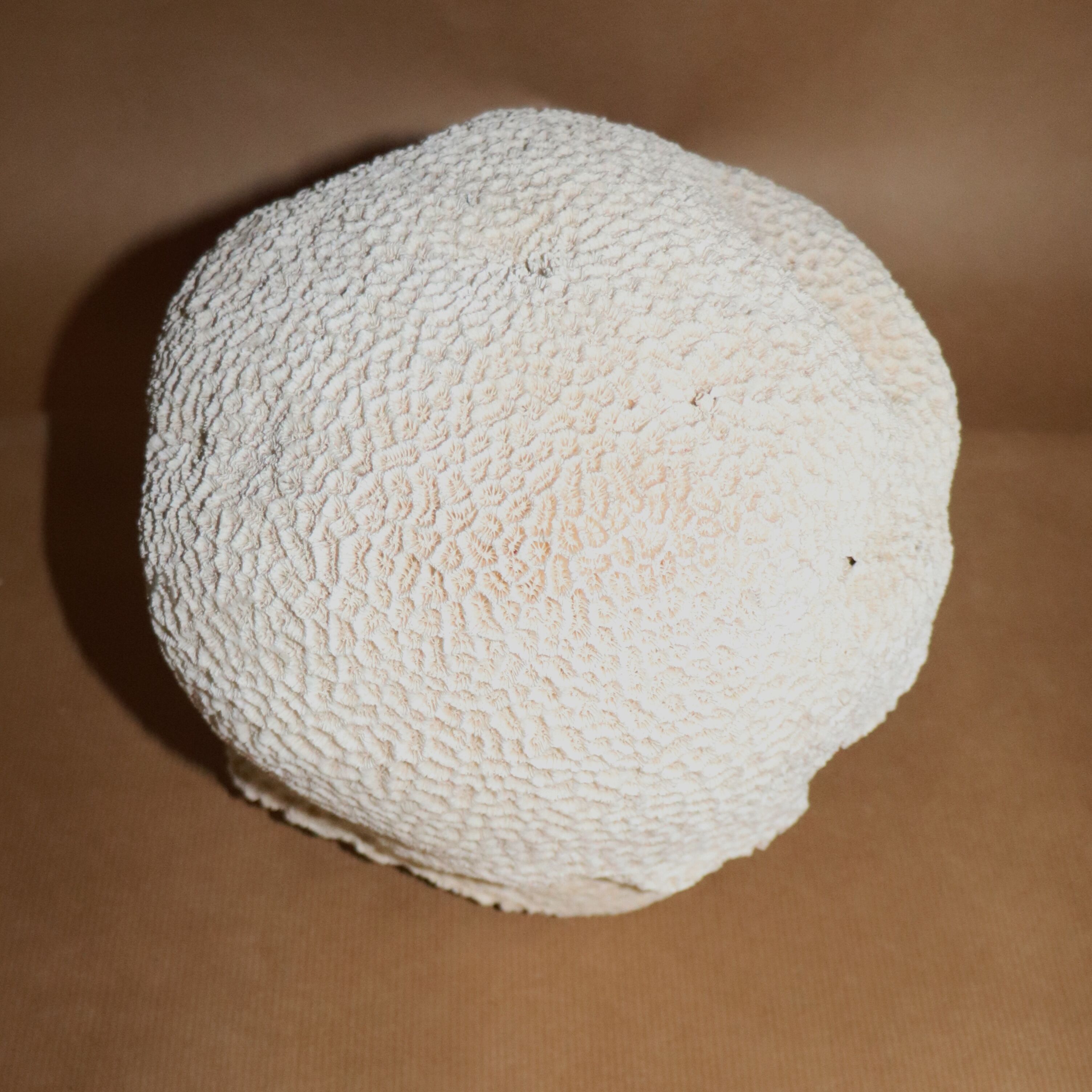 Corail Blanc boule diamètre 20 cm