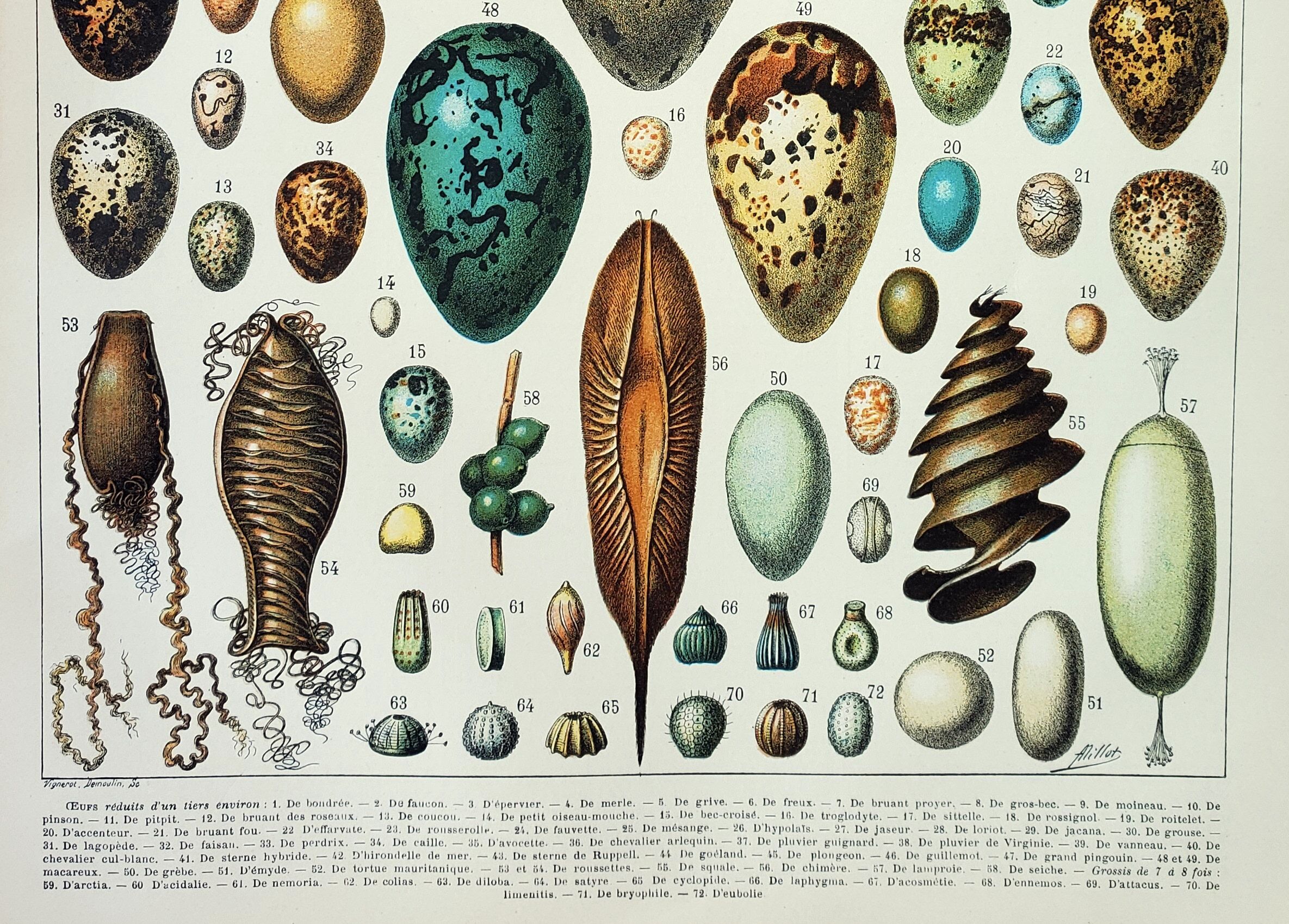 Engraving • eggs, birds, animals, zoology • Original and vintage poster from 1898