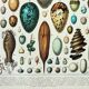 Engraving • eggs, birds, animals, zoology • Original and vintage poster from 1898