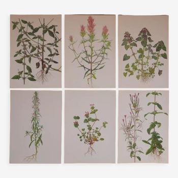 Set of 6 botanical plates Geigy