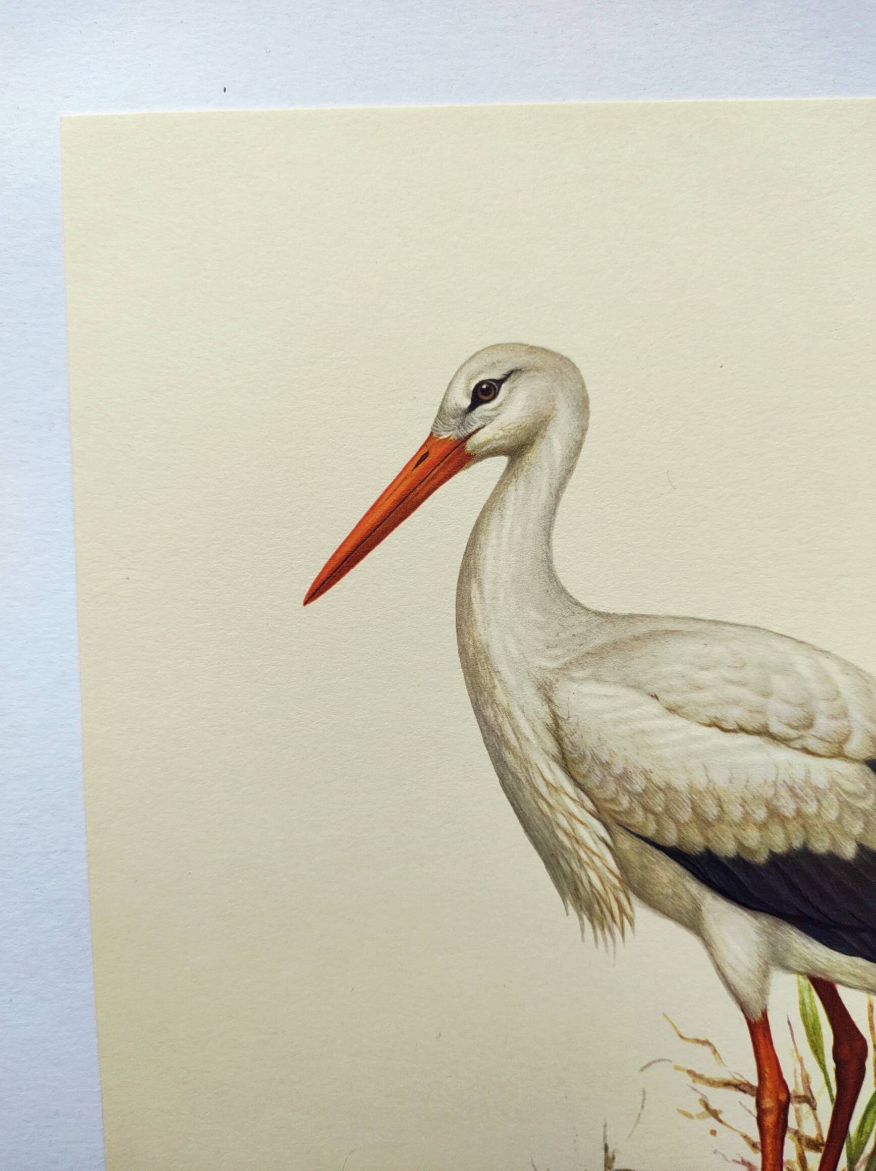 Planche ancienne oiseaux Années 1960 - Cigogne Blanche - image vintage ornithologique