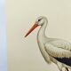 Planche ancienne oiseaux Années 1960 - Cigogne Blanche - image vintage ornithologique