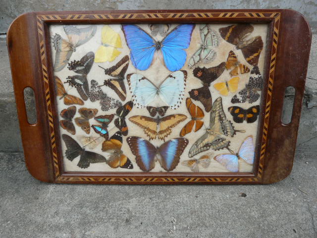 Art Deco tray marquetry butterflies from Brazil