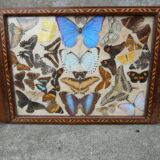 Art Deco tray marquetry butterflies from Brazil