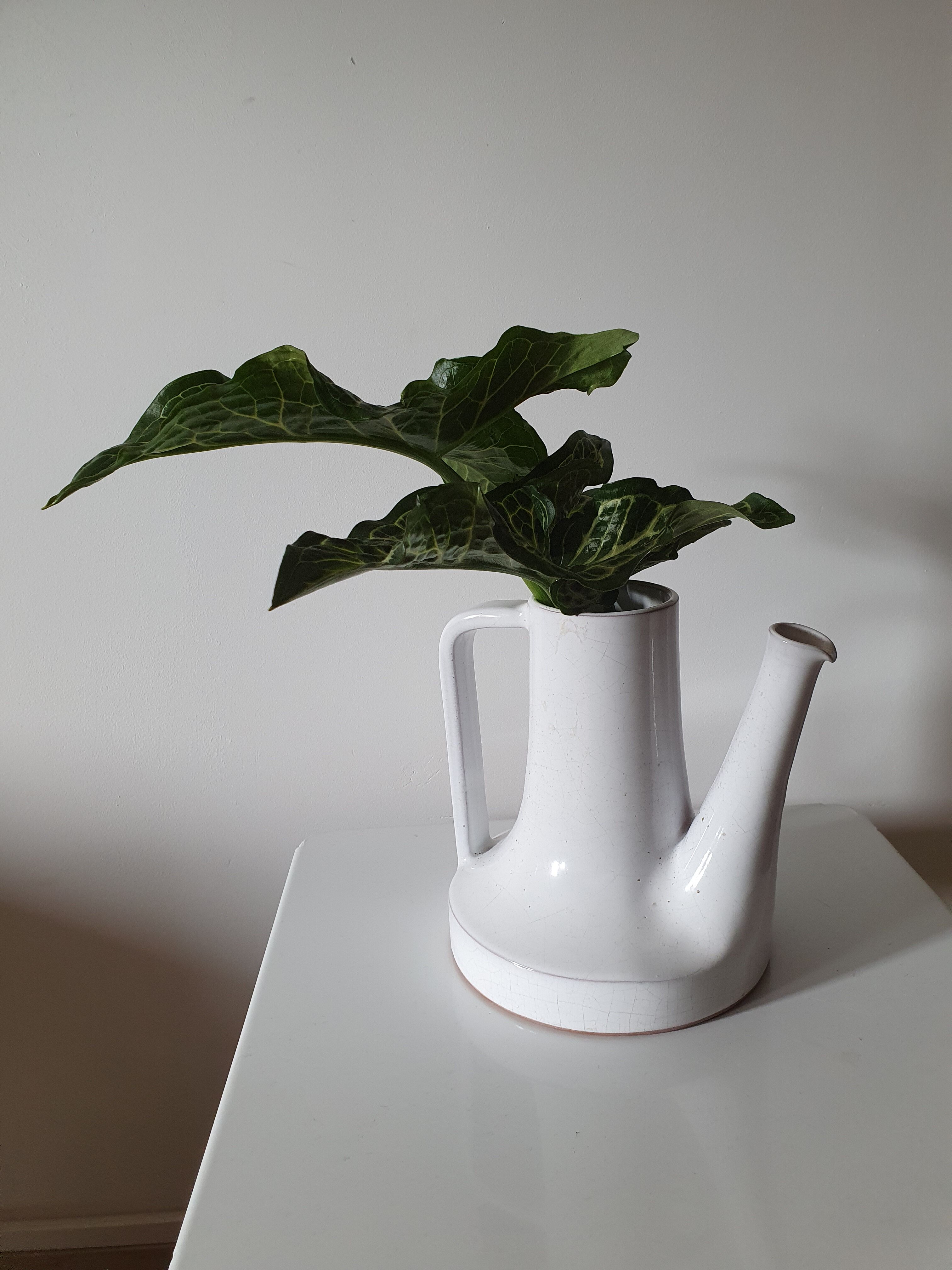 White earthenware pitcher
