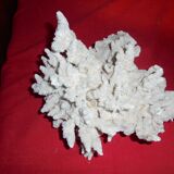 white coral branch block, curiosity cabinet, collection