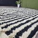 Handwoven traditional black and white Berber rug, size 250/150 cm.