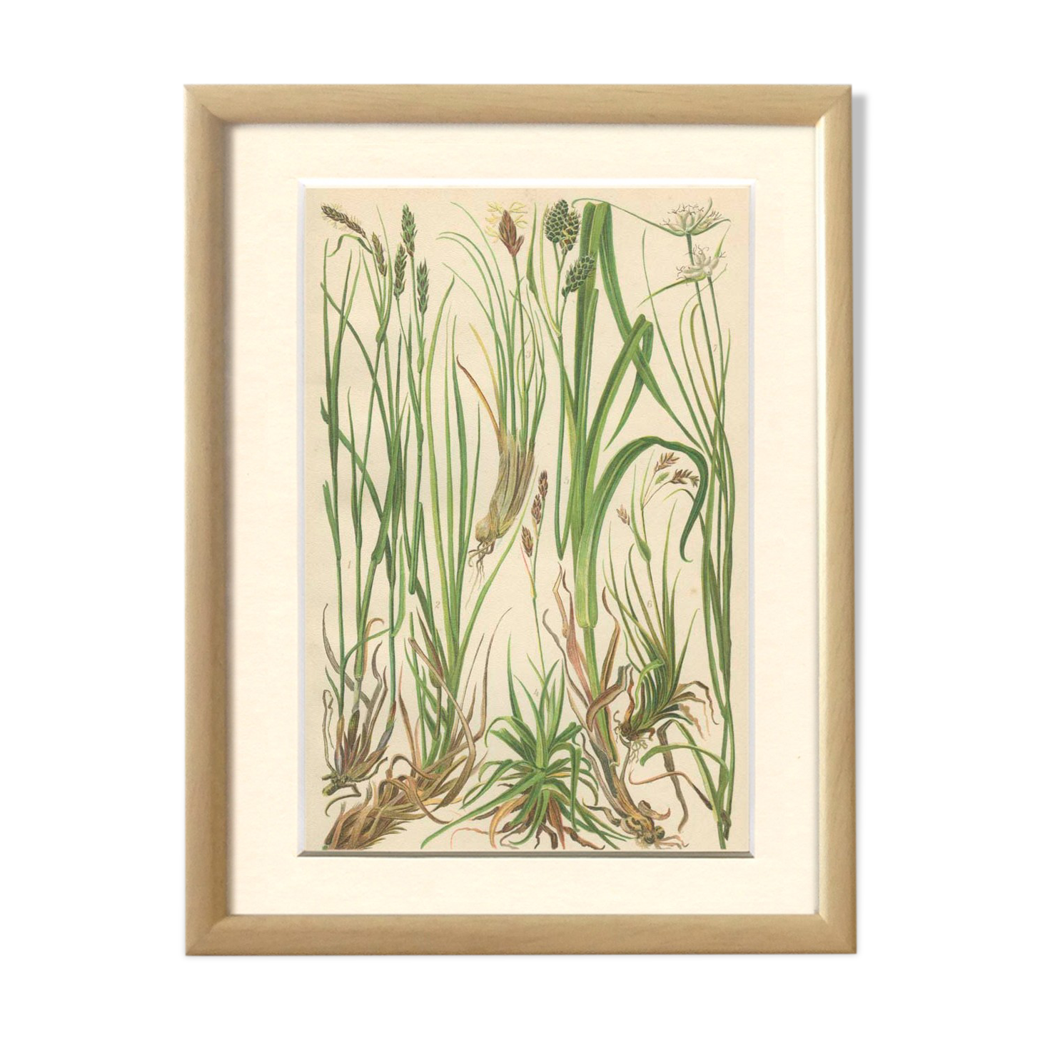 Fawn Sedge, Persistent Sedge, Blue Alpine Sedge: