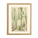 Fawn Sedge, Persistent Sedge, Blue Alpine Sedge: