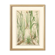 Fawn Sedge, Persistent Sedge, Blue Alpine Sedge: