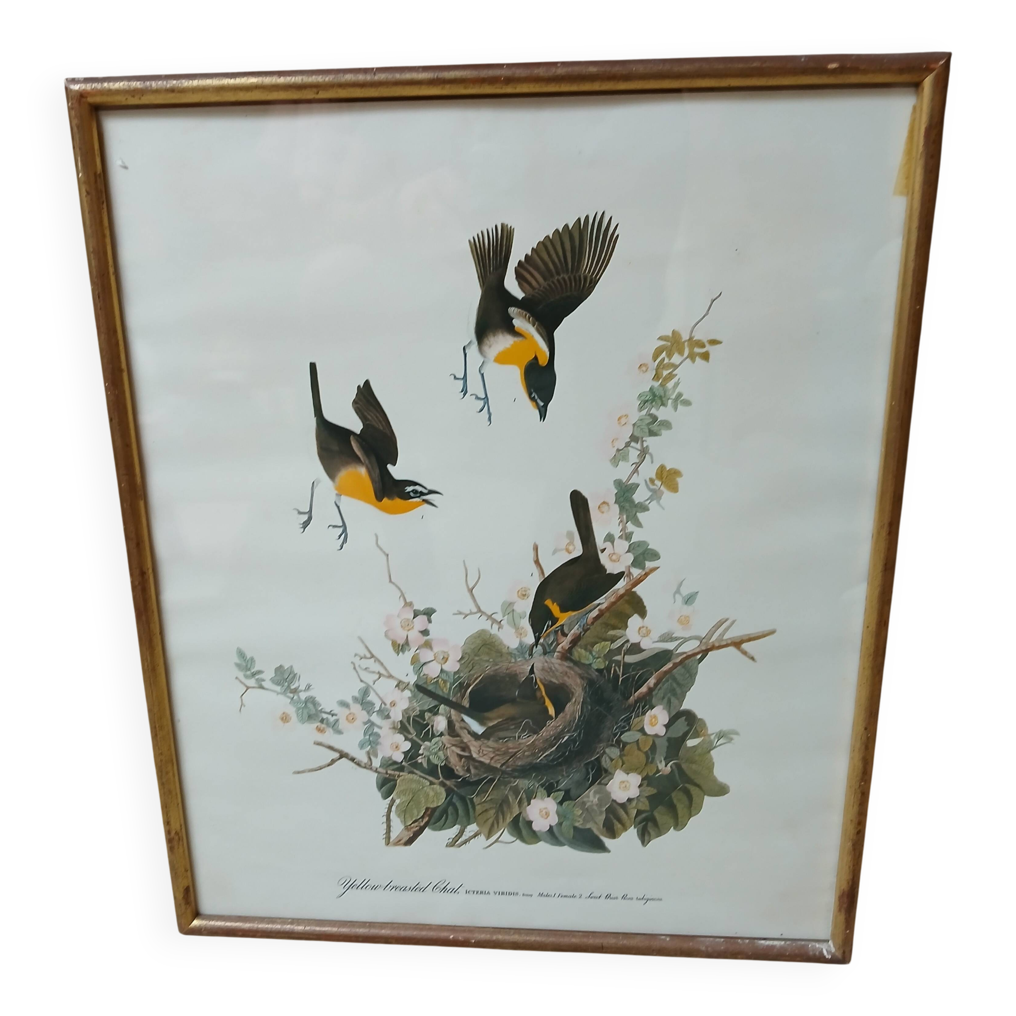 Lithograph by J. Audubon "Yellow Breasted Cat" from the 50s/60s, framed