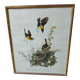 Lithograph by J. Audubon "Yellow Breasted Cat" from the 50s/60s, framed