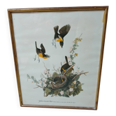 Lithographie  j.audubon "yellow breasted chat" années 50/60 encadrée