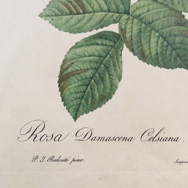 Botanical board reproduction JP Redouté