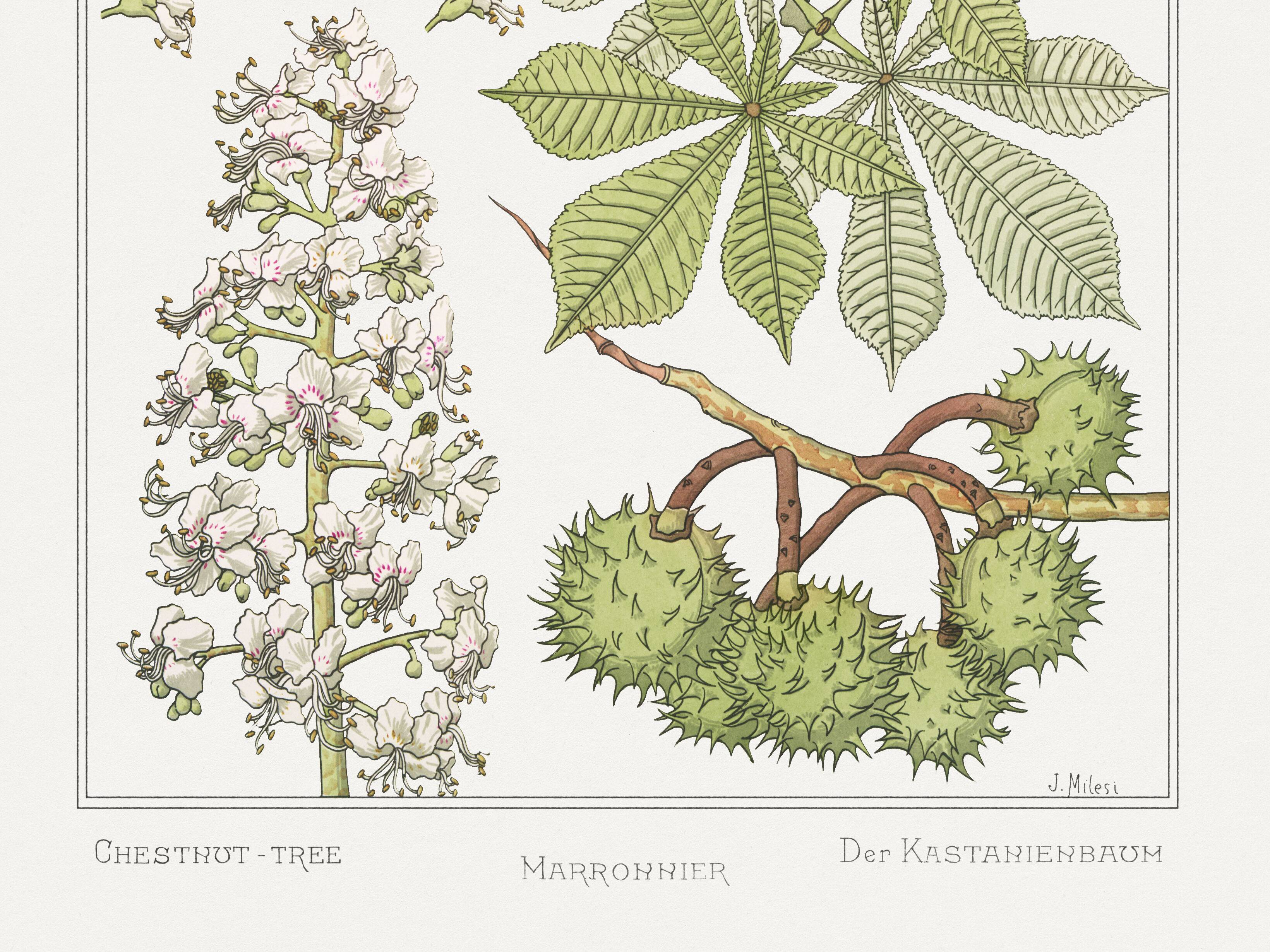 Poster “Chestnut Tree”, after an Art Nouveau lithograph from 1897