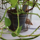 Salad basket