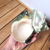 Green Turban Shell or Turbo Marmoratus
