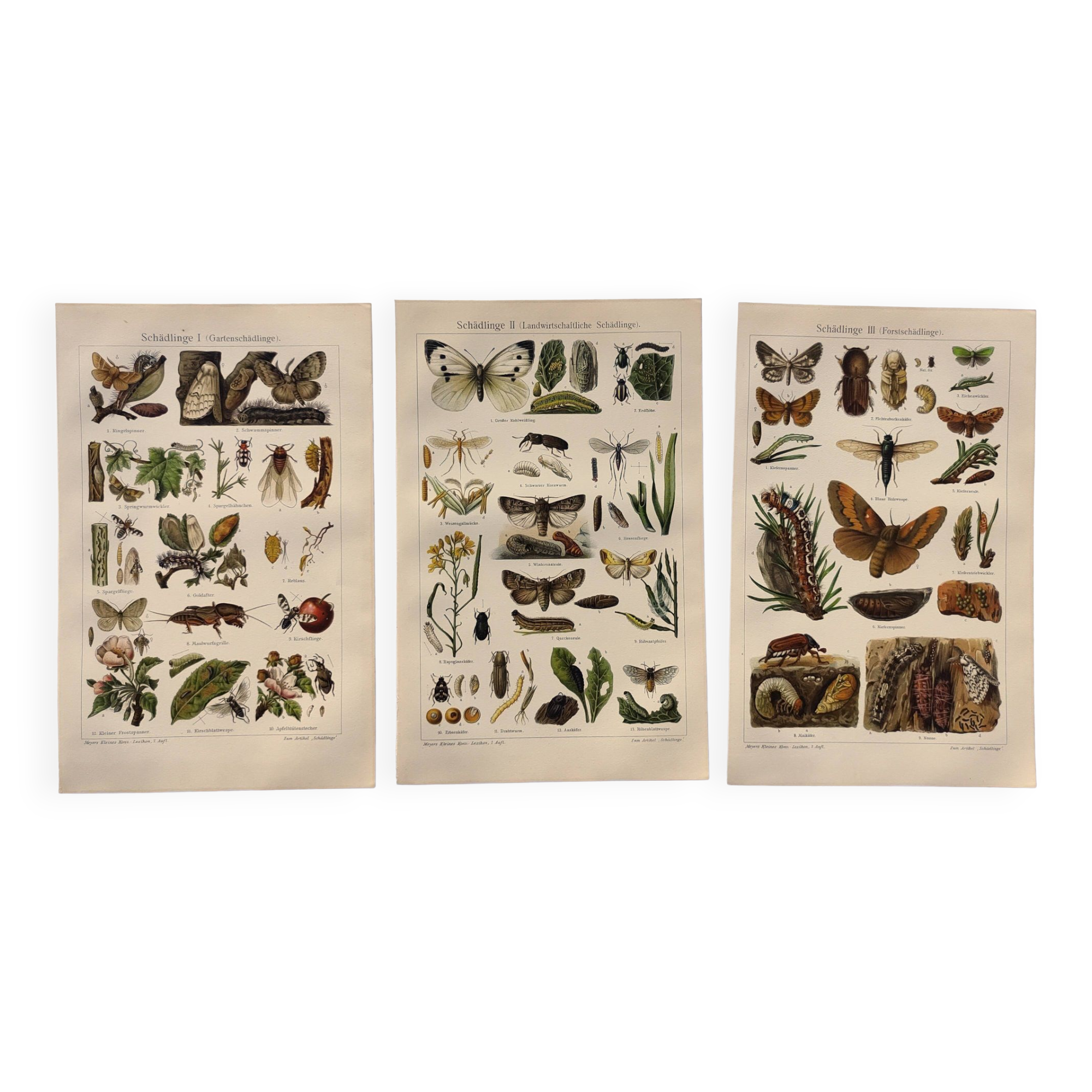3 Engravings from 1909 - So-called "harmful" insects - Old entomological plates