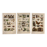 3 Engravings from 1909 - So-called "harmful" insects - Old entomological plates
