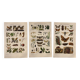 3 Engravings from 1909 - So-called "harmful" insects - Old entomological plates