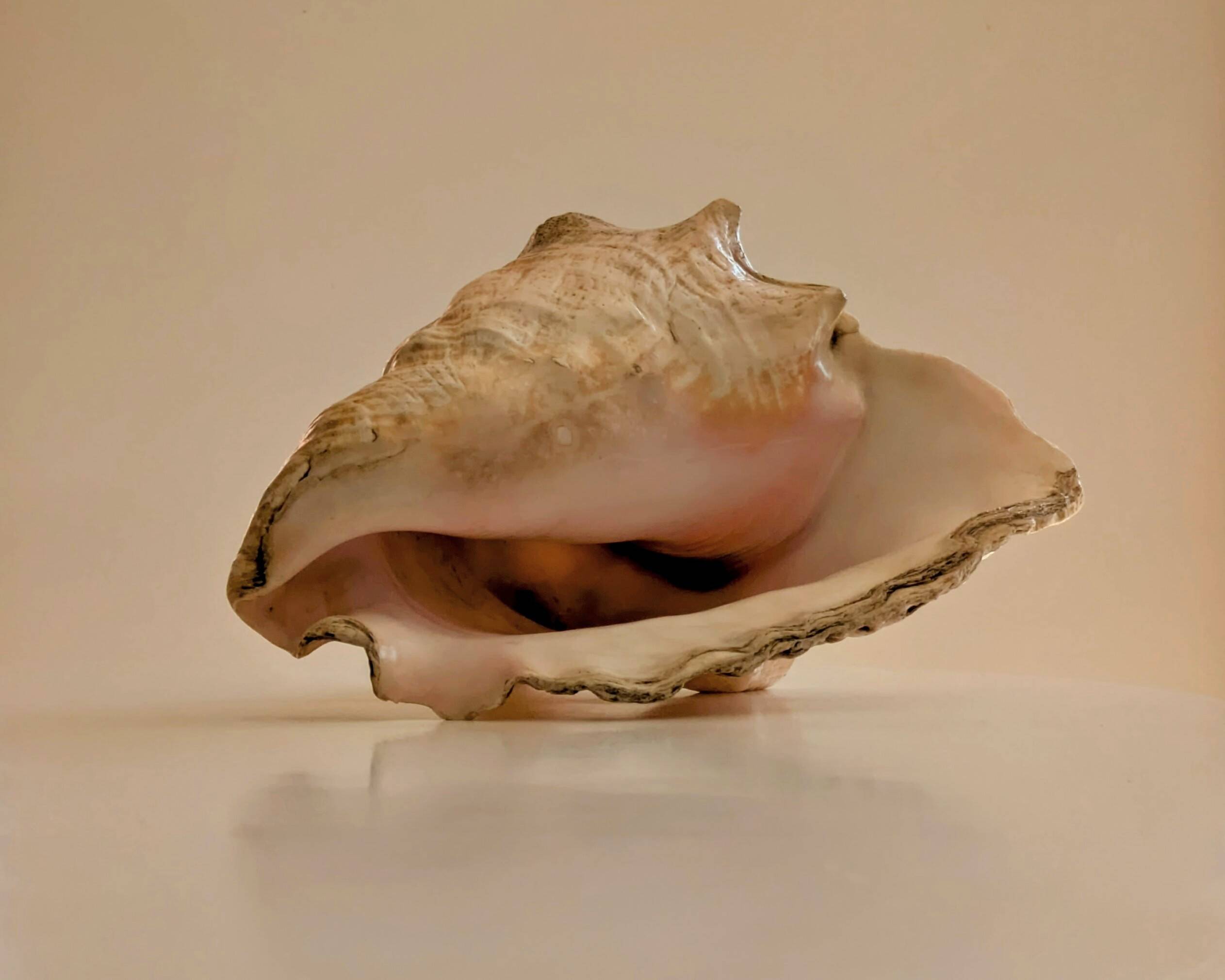 Conch Marine shell - Strombus alatus 26 cm 1.6 kg