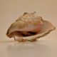 Conch Marine shell - Strombus alatus 26 cm 1.6 kg